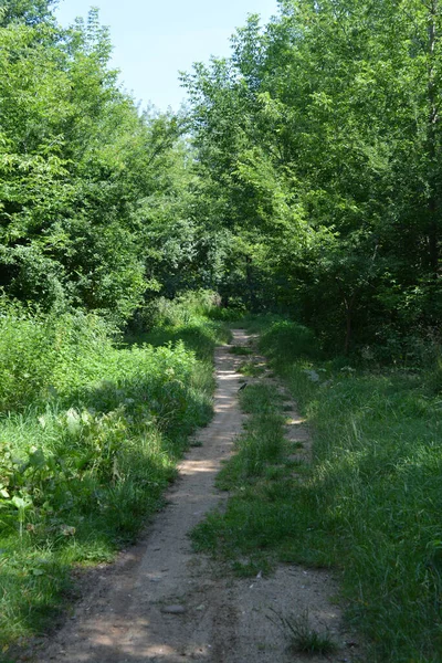 Nature of forest of deciduous trees with a path, a small walking path that stretches along the Bug River, the village of Rybienko Nowe and city Wyszkw, Poland. Unusual natural landscapes with a forest on the background of a river and a blue sky.