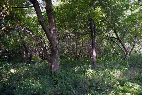 Nature of forest of deciduous trees with a path, a small walking path that stretches along the Bug River, the village of Rybienko Nowe and city Wyszkw, Poland. Unusual natural landscapes with a forest on the background of a river and a blue sky.