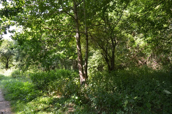 Nature of forest of deciduous trees with a path, a small walking path that stretches along the Bug River, the village of Rybienko Nowe and city Wyszkw, Poland. Unusual natural landscapes with a forest on the background of a river and a blue sky.