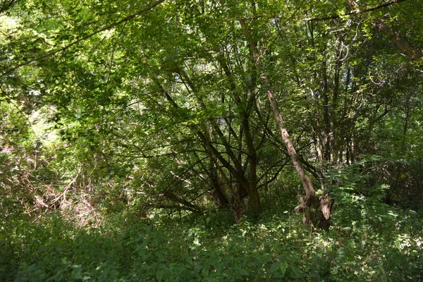 Nature of forest of deciduous trees with a path, a small walking path that stretches along the Bug River, the village of Rybienko Nowe and city Wyszkw, Poland. Unusual natural landscapes with a forest on the background of a river and a blue sky.