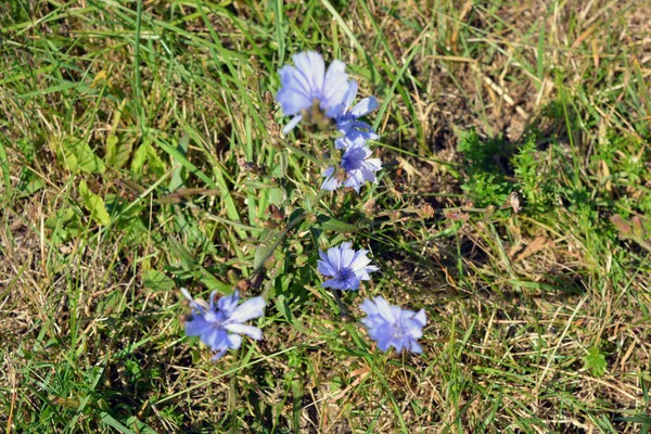 Bright Colorful Light Blue Chicory Flowers Growing Green Meadow Lush — Stockfoto