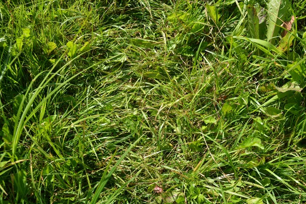 Bright Green Juicy Grass Interesting Plants Growing Meadows Illuminated Summer — Stock Fotó