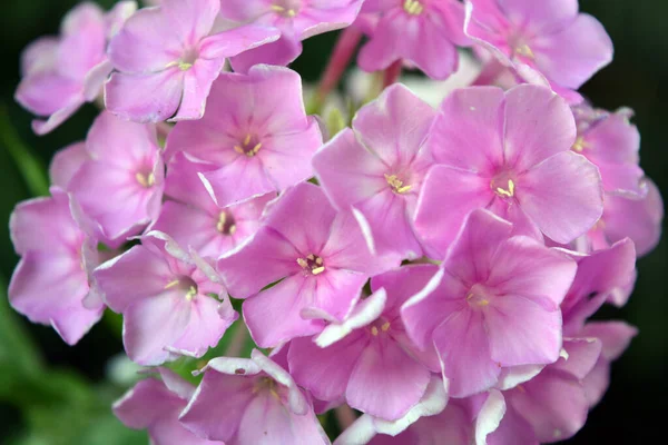 Many Bright Unforgettable Small Flowers Crimson Pink White Pink Color Images De Stock Libres De Droits