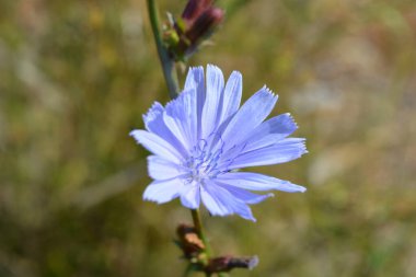 Bright and colorful light blue chicory flowers growing on a green meadow, among lush grass under a bright sunny color.