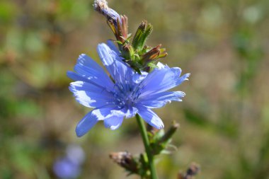 Bright and colorful light blue chicory flowers growing on a green meadow, among lush grass under a bright sunny color.