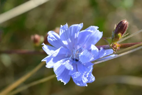 Bright Colorful Light Blue Chicory Flowers Growing Green Meadow Lush — Stok fotoğraf