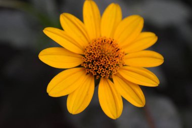 Yeşil yapraklı soluk sarı çiçekli güzel çalılar ve evin yakınındaki bir çiçek tarhında yetişiyor. Tithonia varifolia çiçekleri şöyle bilir: ağaç kadife çiçeği, Meksika turnike çiçeği, Meksika ayçiçeği, Japon ayçiçeği, Nitobe kasımpatı.