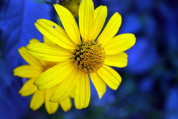 Schöne Helle Und Farbenfrohe Gelbe Blüten Mit Langen Blauen Blättern — Stockfoto