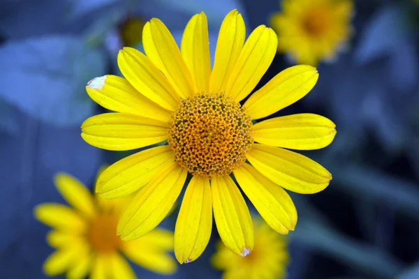 Gyönyörű Világos Színes Sárga Virágok Hosszú Kék Levelekkel Kék Háttérrel — Stock Fotó