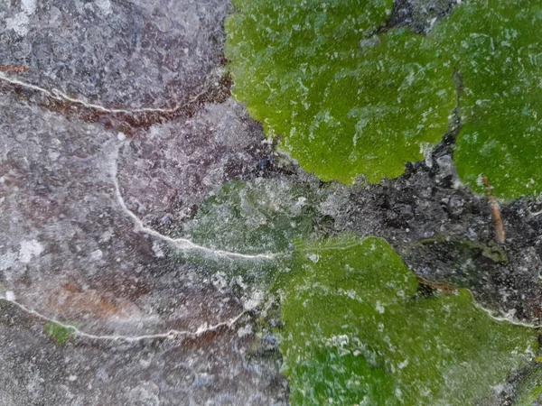 霜の多い冬のシンボル 砕いた氷だ 氷の水たまりの中に緑の森が凍る — ストック写真