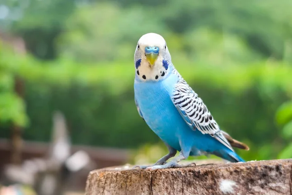 青い鳥が木の上に立っている — ストック写真