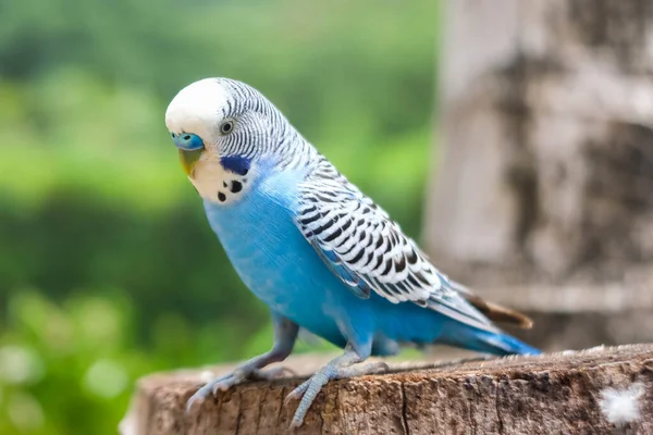 Pássaro Azul Está Árvore — Fotografia de Stock