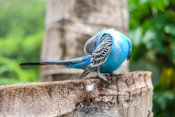 Uccello Blu Piedi Sull Albero — Foto Stock