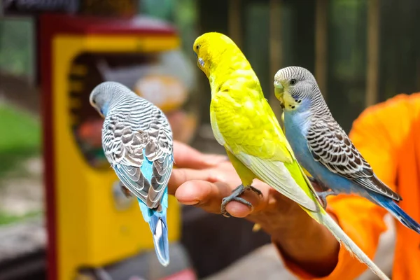 Птицы Стоят Руках Человека Концепция Зоопарка — стоковое фото
