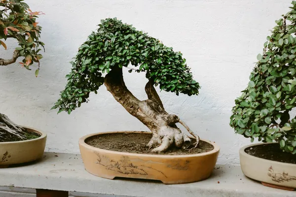 Evdeki Bonsai Ağaçlarını Kapatın — Stok fotoğraf