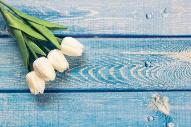 Açık mavi ahşap zemin üzerinde beyaz laleler, bahar konsepti.