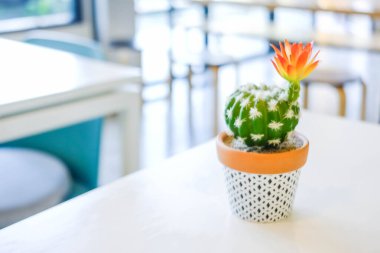 Bulanık arka planı olan küçük bir saksıda kaktüs..