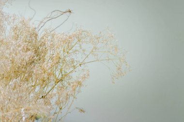 Kurumuş çimen çiçeği, arka planda bulanık..