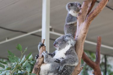 Küçük ağaçta dinlenen koalanın yakınına..