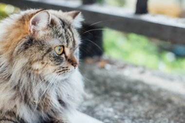 Yerde yatan sevimli bir Pers kedisi.