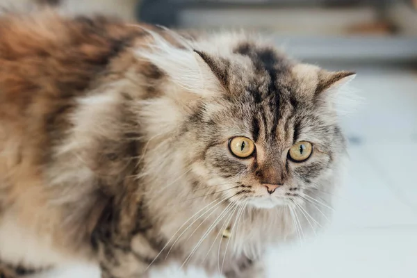 Adorable Persian Cat Laying Floor — Stock Photo, Image