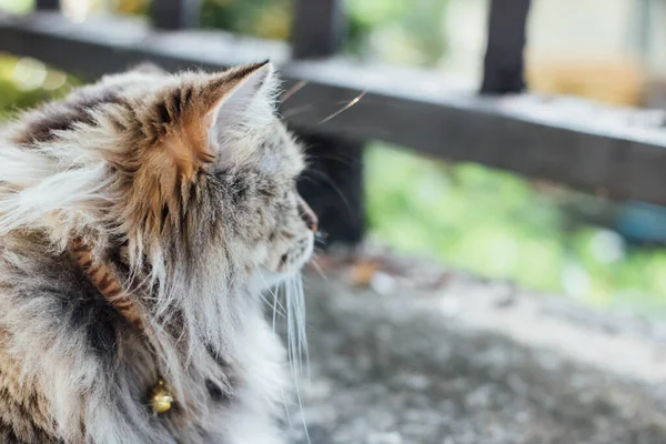 Adorável Gato Persa Deitado Chão — Fotografia de Stock