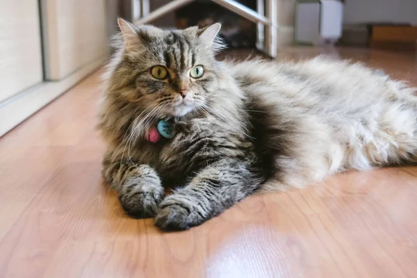 Μια Περσική Γάτα Ξαπλωμένη Στο Πάτωμα — Φωτογραφία Αρχείου