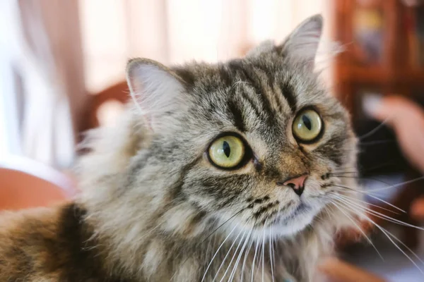 Persian Cat Laying Floor — Stock Photo, Image