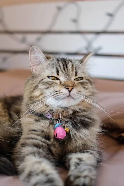 Μια Αξιολάτρευτη Περσική Γάτα Ξαπλωμένη Στο Κρεβάτι Φυσικό Φως — Φωτογραφία Αρχείου