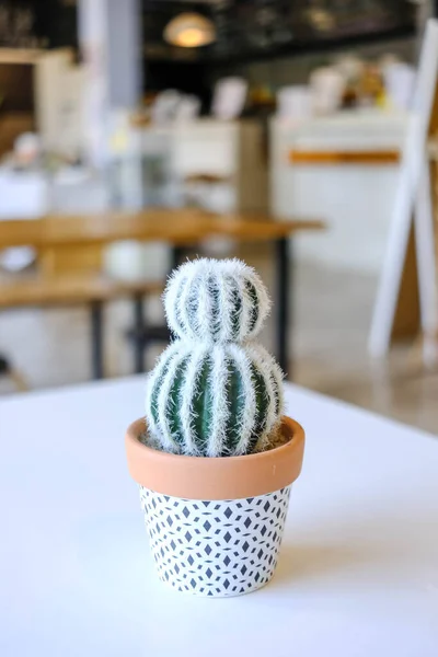 Cactus Small Flowerpot Blur Background — Stock Photo, Image