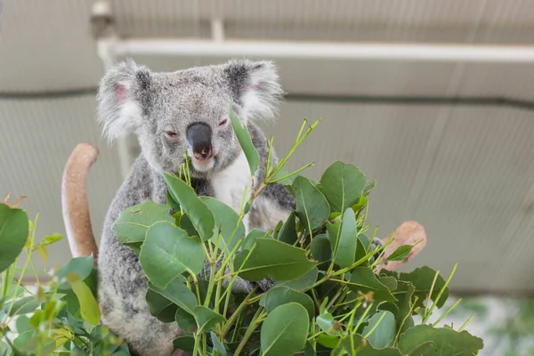 Close Koala Bear Relaxing Small Tree — Stockfoto