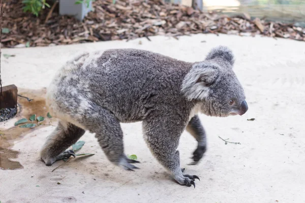 Padlón Sétáló Koala Medve Közelsége — Stock Fotó