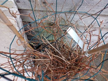 İnanılmaz güzel çiçekler bahçelerde kırmızı mavi yeşil ağaçlar parkın dışında yağmurlu yeşil çiçeklerin arasında yürüyorlar.