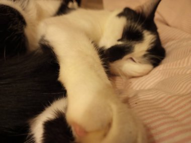 Kedi hayvan beyazı, dışarıda uyuyan siyah yaban hayatı.