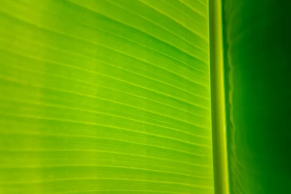 Sfondo Verde Colore Verde Della Natura Pianta Foglia Ambiente Concetto — Foto Stock