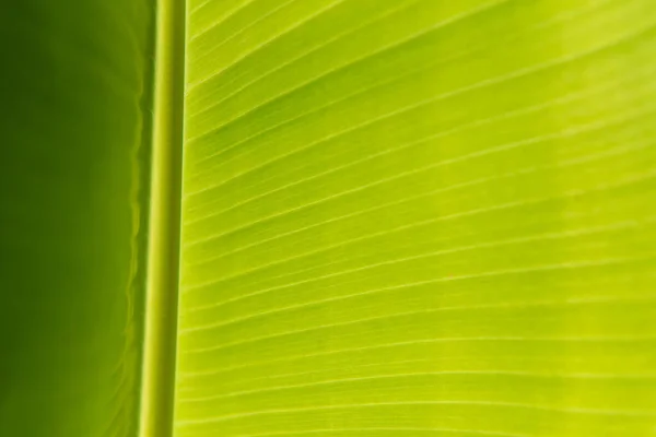 Sfondo Verde Colore Verde Della Natura Pianta Foglia Ambiente Concetto — Foto Stock