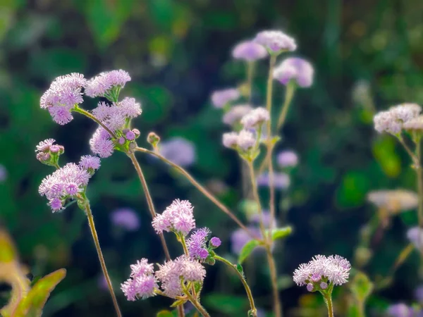 Λουλούδι Μωβ Βιολετί Χρώμα Φυσικά Όμορφα Λουλούδια Στον Κήπο — Φωτογραφία Αρχείου