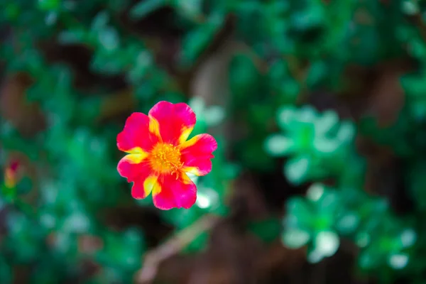 Flor Color Rojo Escarlata Naturalmente Hermosas Flores Jardín —  Fotos de Stock