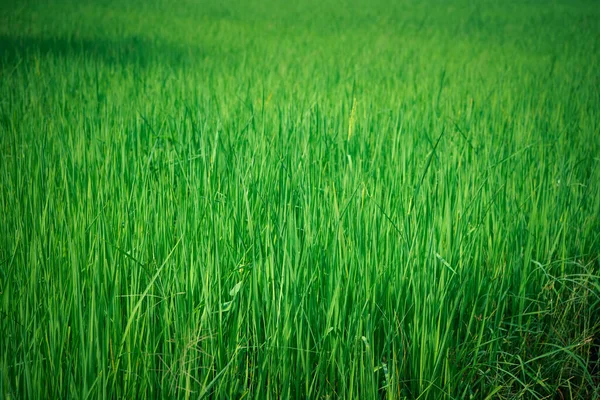 Nature Rice Field Rice Paddy Green Color Lush Growing Agriculture — Stock Photo, Image