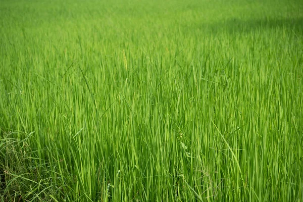 Nature Rice Field Rice Paddy Green Color Lush Growing Agriculture — Stock Photo, Image