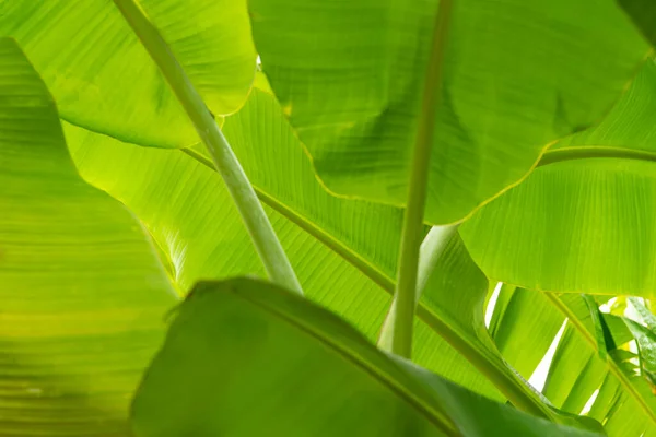 Yeşillik Arkaplan Doğal Bitki Yaprak Çevrenin Yeşil Rengi Yeşillik Kavramı — Stok fotoğraf
