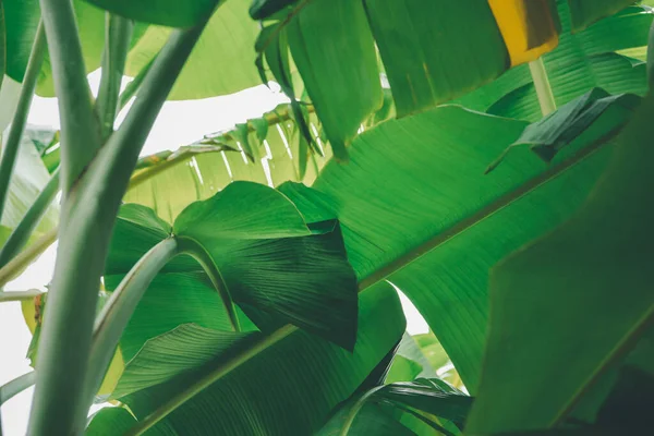 Fundo Vegetação Cor Verde Natureza Planta Folha Ambiente Conceito Vegetação — Fotografia de Stock