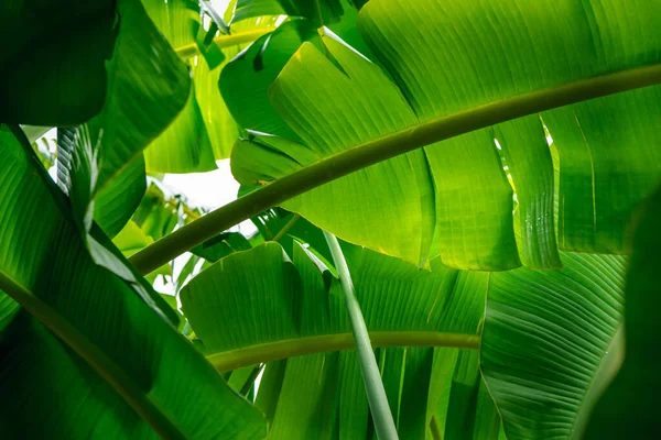 Yeşillik Arkaplan Doğal Bitki Yaprak Çevrenin Yeşil Rengi Yeşillik Kavramı — Stok fotoğraf