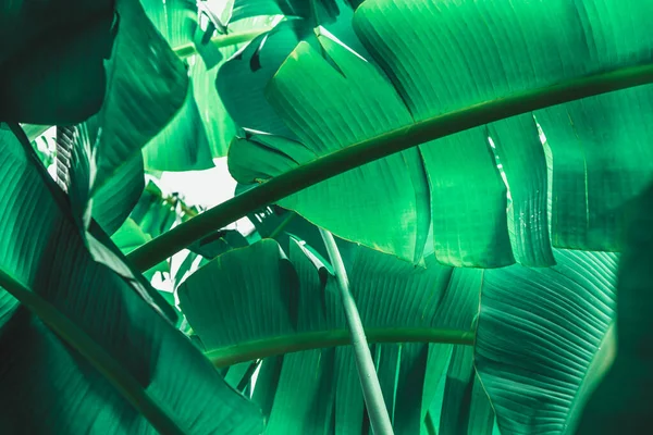 Зеленый Фон Зеленый Цвет Растений Зеленые Листья Окружающей Среды Банан — стоковое фото