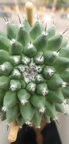 Fleurs Cactus Gymno Gymnocalycium Cactus Dans Jardin Cactus Beaucoup Taille — Photo