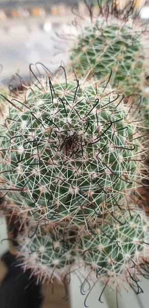 Kaktüs (Gymno, Gymnocalycium) ve kaktüs bahçesindeki kaktüs çiçekleri ev veya çiçekçide dekoratif için çok sayıda boyut ve renk kullanılır.