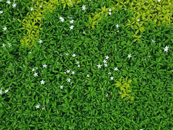 Зеленый Фон Зеленый Цвет Зелени Растений Листьев Окружающей Среды — стоковое фото