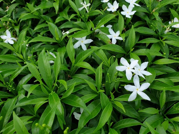 Yeşillik arkaplan, yeşillik doğa yeşili bitki ve yaprak çevre konsepti