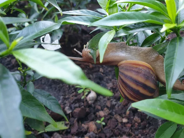 Fundo Vegetação Cor Verde Natureza Planta Folha Conceito Vegetação Ambiente — Fotografia de Stock