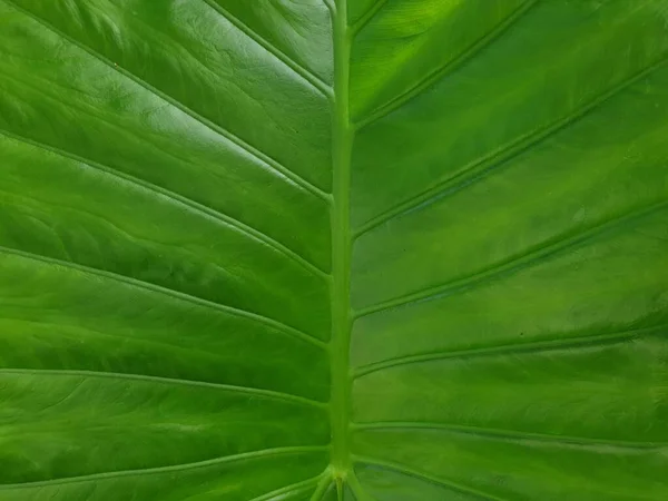 Fundo Vegetação Cor Verde Natureza Planta Folha Conceito Vegetação Ambiente — Fotografia de Stock